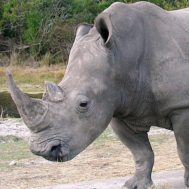 Rinoceronte bianco (Ceratotherium simum; fonte wikipedia…
