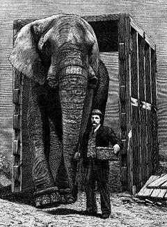 Jumbo, il gigantesco elefante a lungo simbolo del circo…
