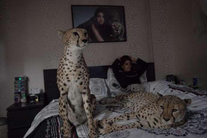 Ghepardi in una casa del Kuwait (foto di Sebastian…