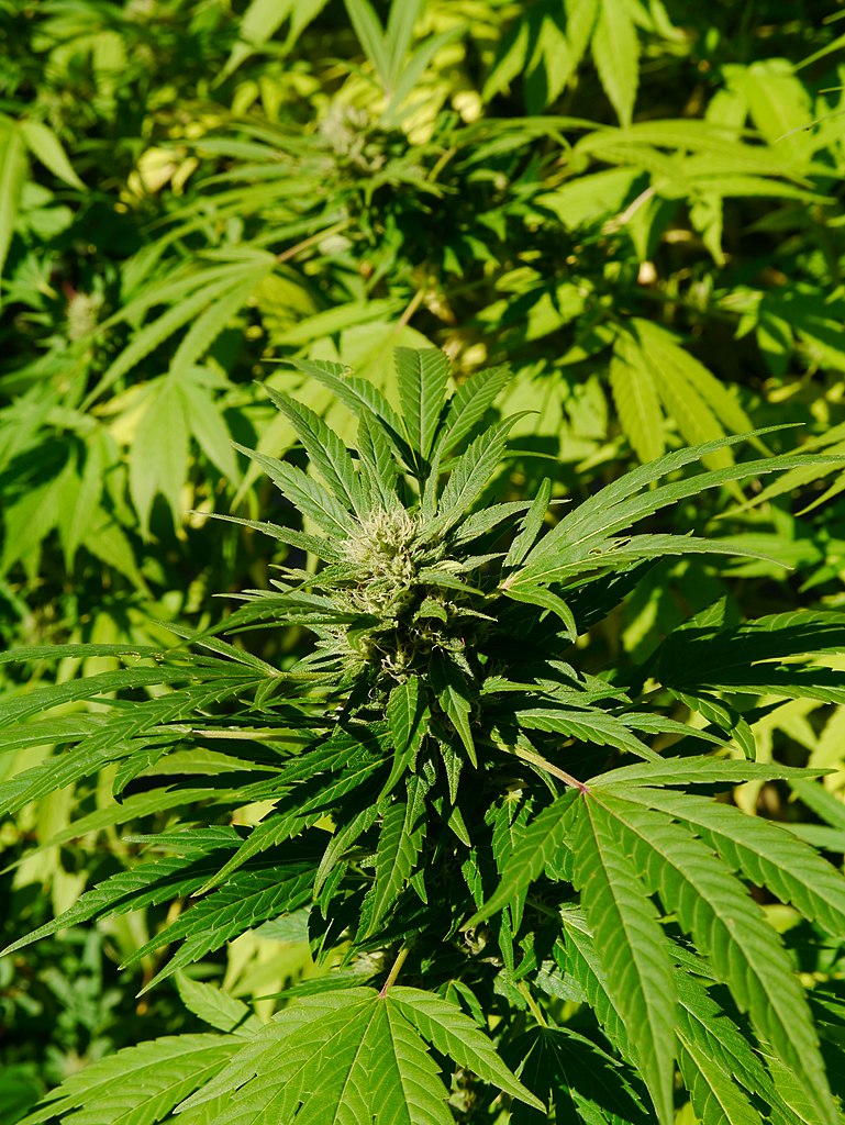 Cannabis Sativa (commons.wikimedia.org).
