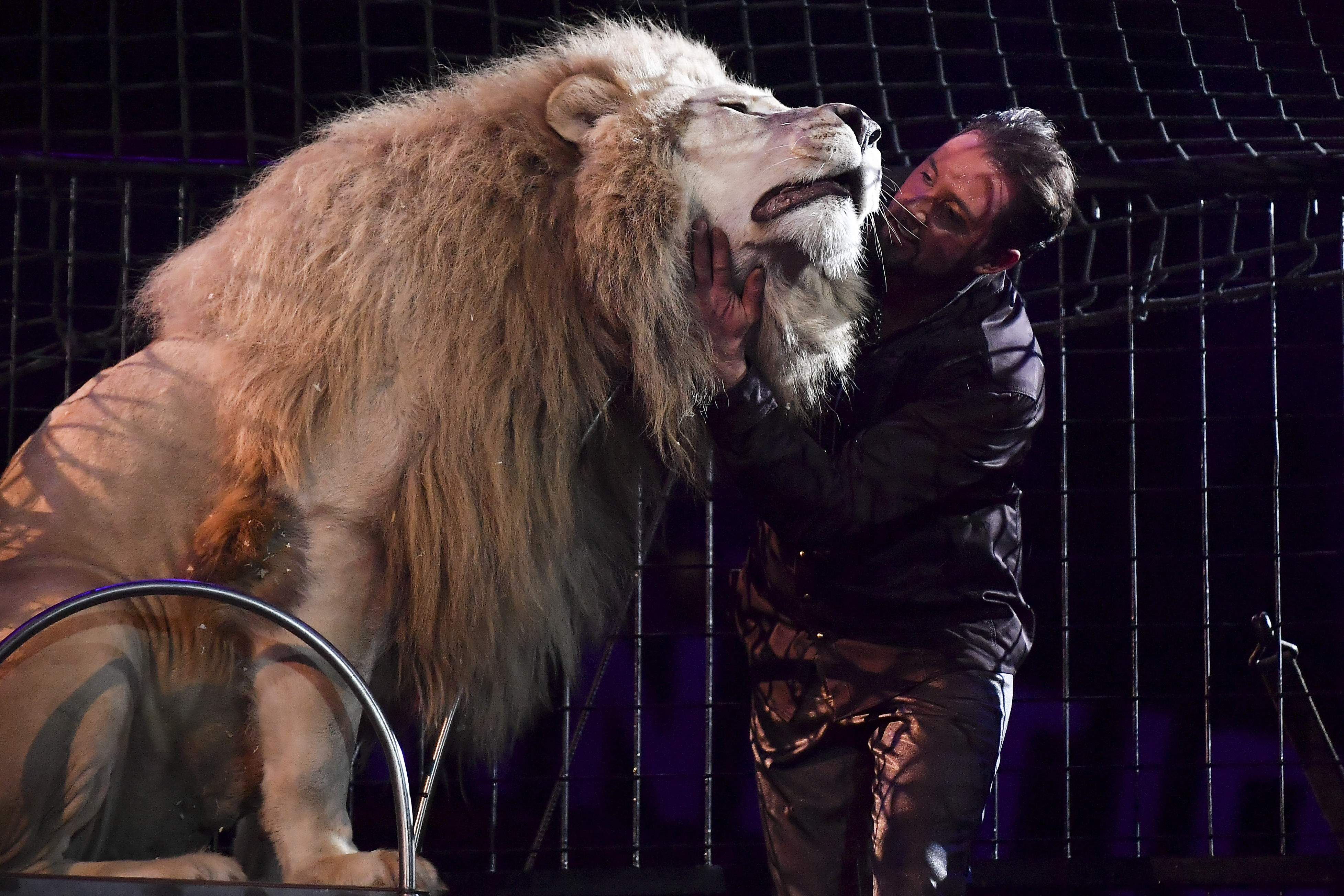 Martin Lacey con uno dei suoi leoni al Festival di Montecarlo