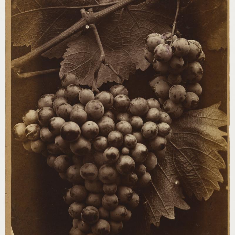 Charles Aubry (1811-1877), Uva grandezza naturale (1863, fonte: www.moma.org).